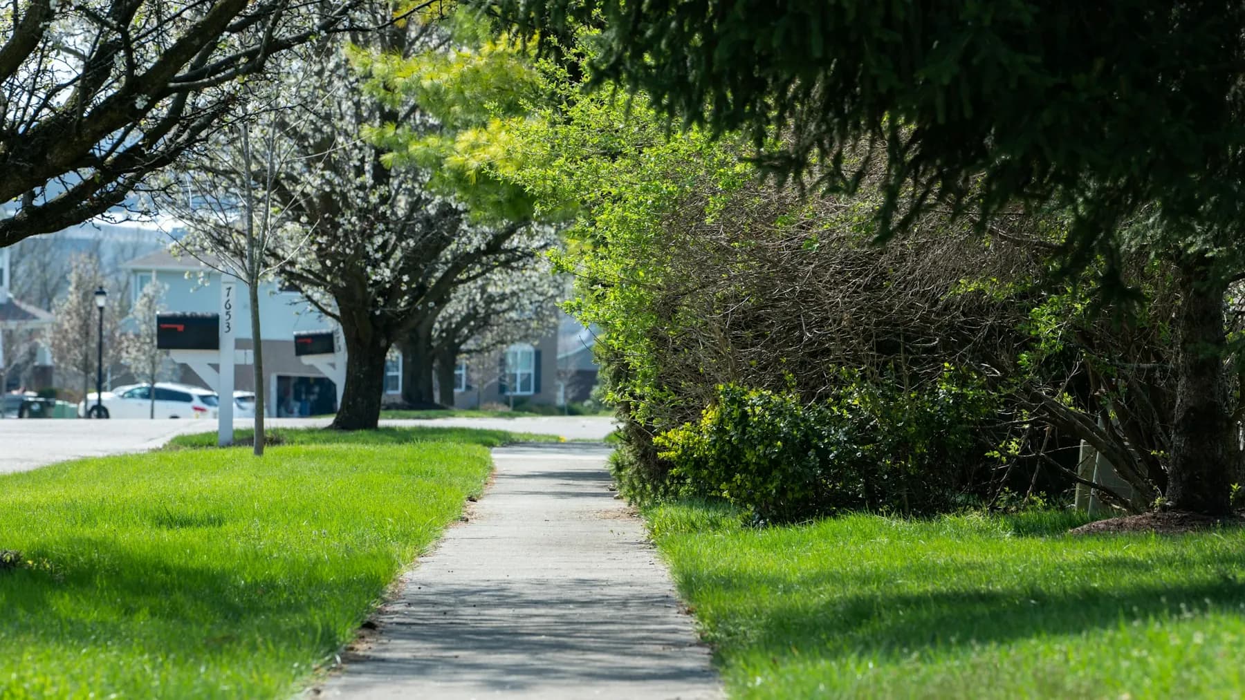 Concrete sidewalk running between lawns on a residential street
